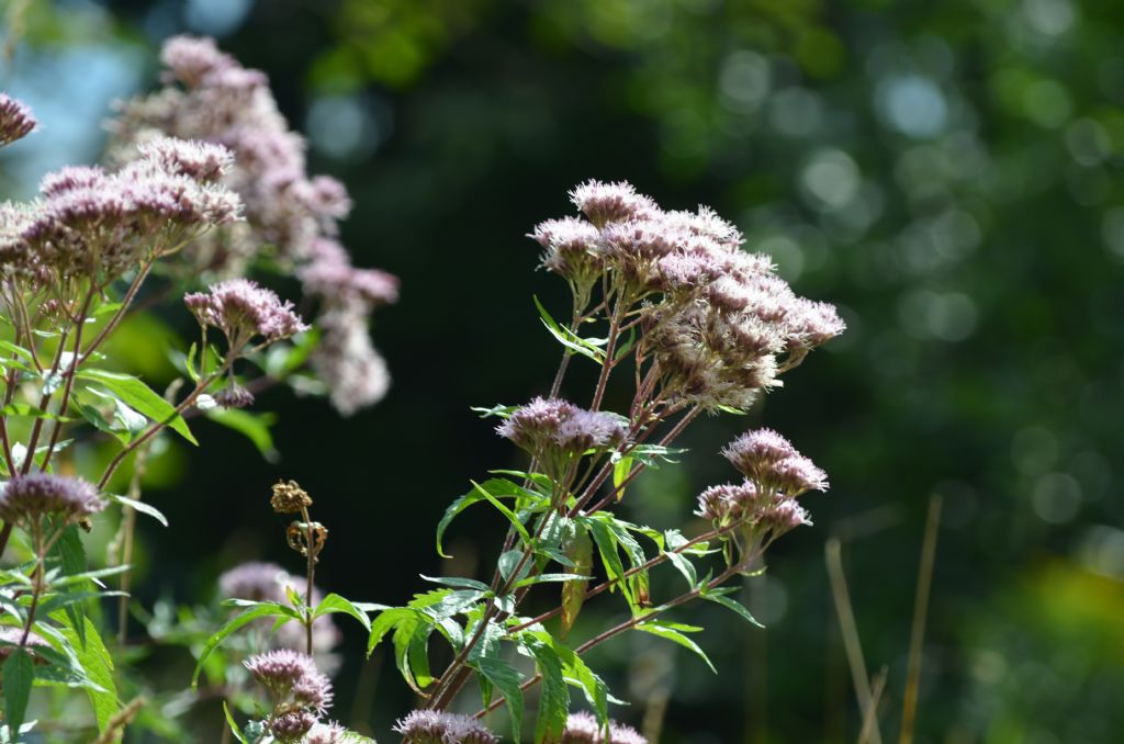 Val Brembana, (BG) : Eupatorium cannabinum